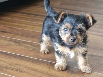 IKC Registered Yorkshire Terrier for Stud