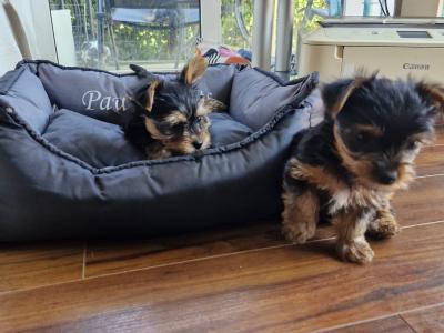 IKC Registered Yorkshire Terrier for Stud