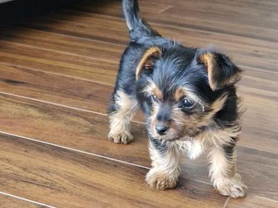 IKC Registered Yorkshire Terrier for Stud