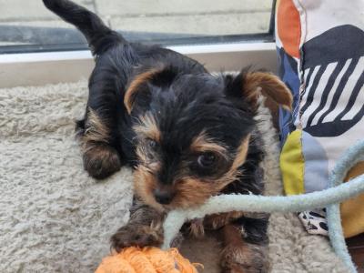 IKC Registered Yorkshire Terrier for Stud