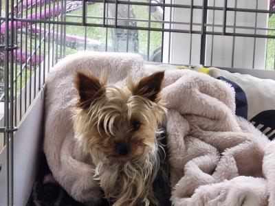 IKC Registered Yorkshire Terrier for Stud