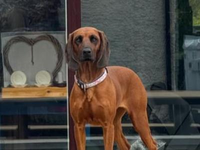 Beautiful Bavarian Mountain Hound Puppies 🐾
