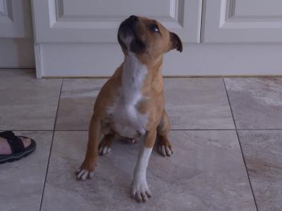 Red and White male Staffordshire bull terrier  6 months old in Limerick