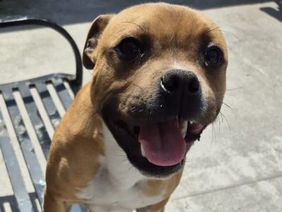 Red and White male Staffordshire bull terrier  6 months old in Limerick