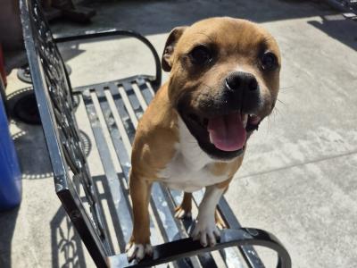 IKC Registered Red and White male Staffordshire Bull Terrier puppy 6 months old in Limerick