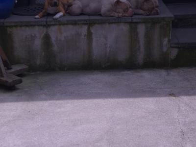 Red and White male Staffordshire bull terrier  6 months old in Limerick