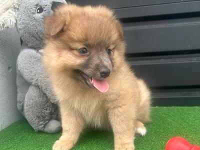 Pomeranian puppies 😍