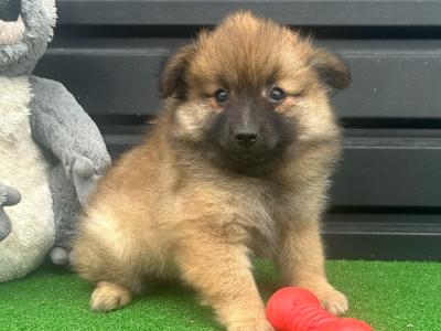 Pomeranian puppies 😍