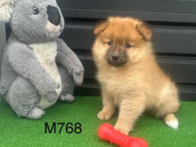 Pomeranian puppies 😍