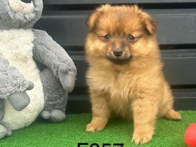 Pomeranian puppies 😍 in Cavan