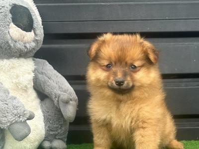 Pomeranian puppies 😍