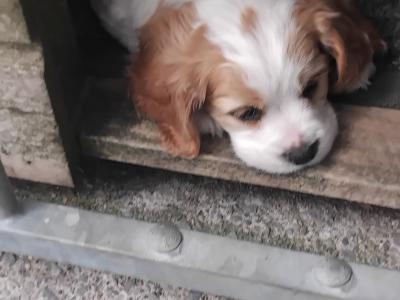 Adorable Charles x Cocker Spaniel  puppies in Limerick
