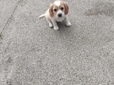 Adorable Charles x Cocker Spaniel  puppies in Limerick
