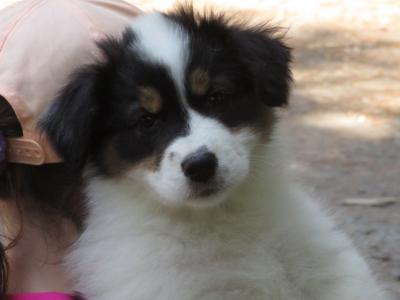 IKC Registered Australian Shepherd puppies in Waterford