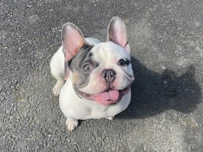 IKC Registered (pending) Pied French Bulldog puppies in Louth