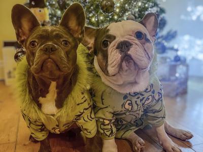 IKC Registered (pending) Pied French Bulldog puppies in Louth