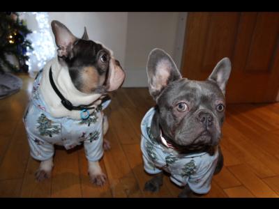 IKC Registered (pending) Pied French Bulldog puppies in Louth