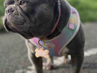 IKC Registered (pending) Pied French Bulldog puppies in Louth