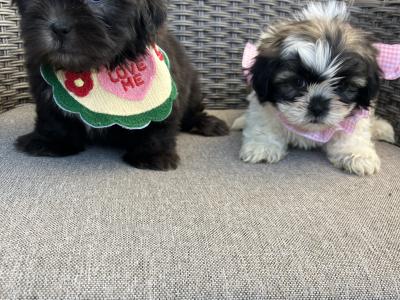 2 Maltipoos in Offaly