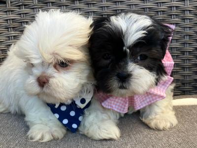 2 Maltipoos in Offaly
