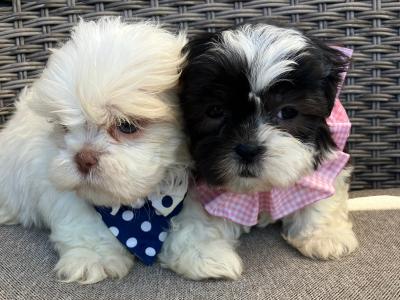 2 Maltipoo puppies (Maltese x Poodle) in Offaly