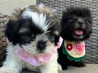 2 Maltipoos in Offaly