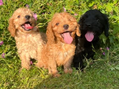 Miniature Cockapoo puppies available