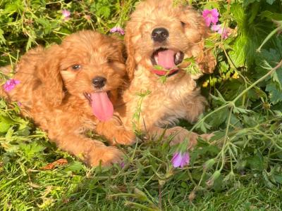 Miniature Cockapoo puppies available