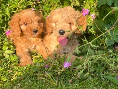 Miniature Cockapoo puppies available