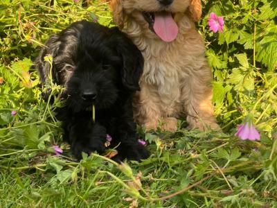 Miniature Cockapoo puppies available