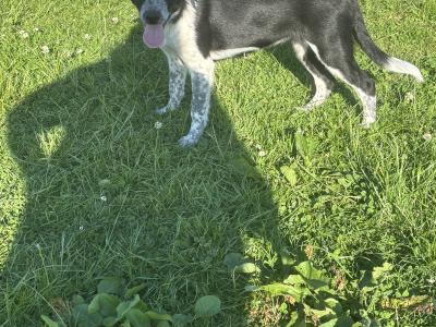 Border Collie 'Sheepdog' (working) puppies in Kilkenny