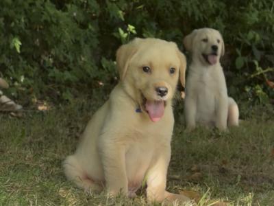Male Labrador x Golden Retriever pups in Kerry