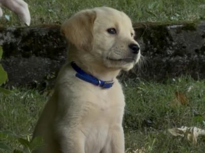 Male Labrador x Golden Retriever pups in Kerry