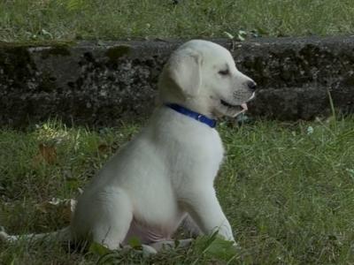 Male Labrador x Golden Retriever pups in Kerry