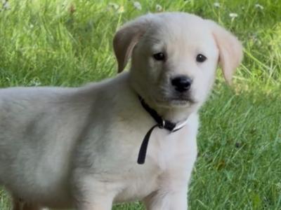 Male Labrador x Golden Retriever pups in Kerry