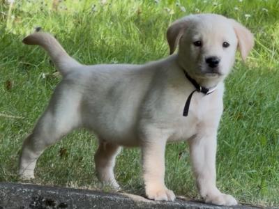 Male Labrador x Golden Retriever puppies in Kerry