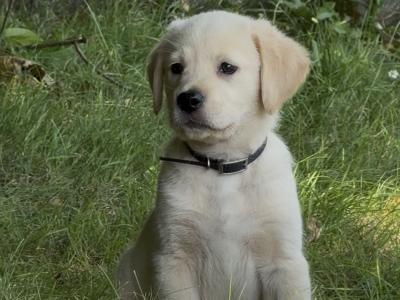 Male Labrador x Golden Retriever pups in Kerry