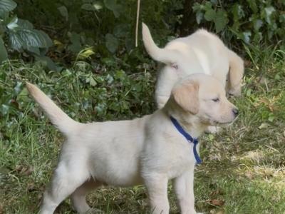 Male Labrador x Golden Retriever pups in Kerry