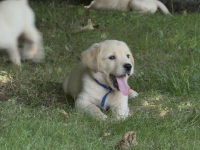 Male Labrador x Golden Retriever pups in Kerry