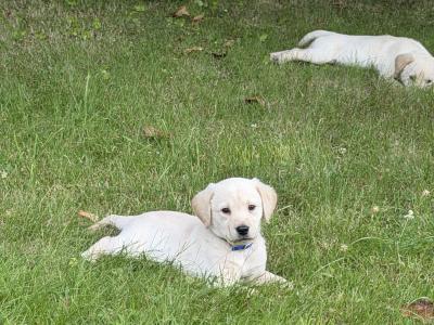 Male Labrador x Golden Retriever pups in Kerry