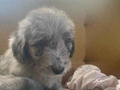 Merle Collie x Goldendoodle puppies for sale in Tipperary €900