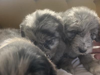 Merle Collie x Goldendoodle puppies for sale in Tipperary €900