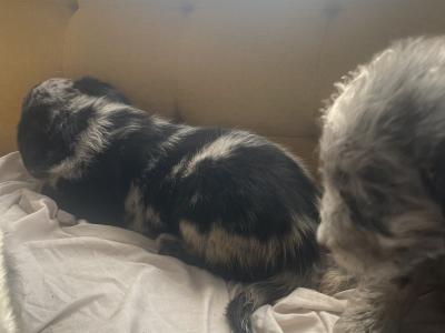 Merle Collie x Goldendoodle puppies for sale in Tipperary €900