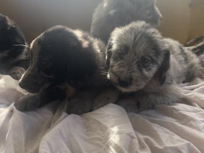 Merle Collie x Goldendoodle puppies for sale in Tipperary €900