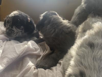 Merle Collie x Goldendoodle puppies for sale in Tipperary €900