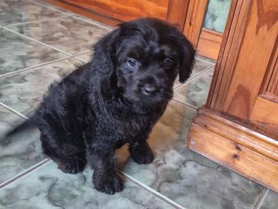French Bulldog x Poodle puppies (Froodle) in Cork