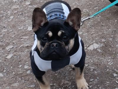 French Bulldog x Poodle puppies (Froodle) in Cork