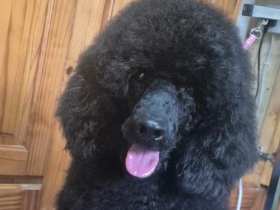 French Bulldog x Poodle puppies (Froodle) in Cork