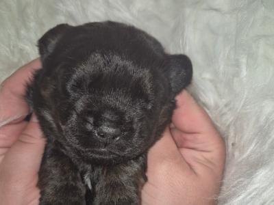 French Bulldog x Poodle puppies (Froodle) in Cork