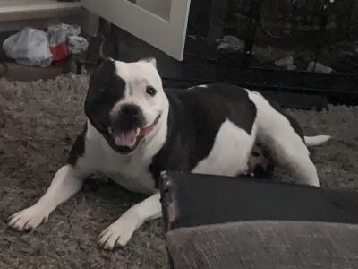 Beautiful Staffordshire Bull Terrier Babies for sale in Meath
